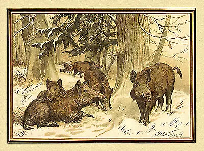 Wildschweine Rotte Winter Jagd Deiker Herde Faksimile Wilderer A2 LW 557