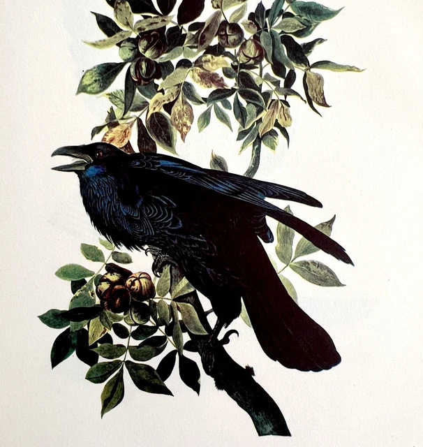 Raven Bird Lithograph 1950 Audubon Antique Art Print Crow Family DWP6A