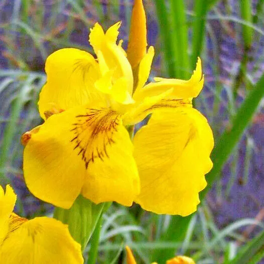 Iris Pseudacorus Lirio Acuático Planta De Estanque Floración Amarillo Biopiscina
