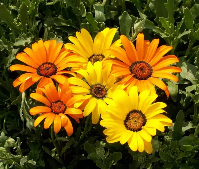 Flower African Daisy Dimorphotheca 600 Finest Flower Seeds