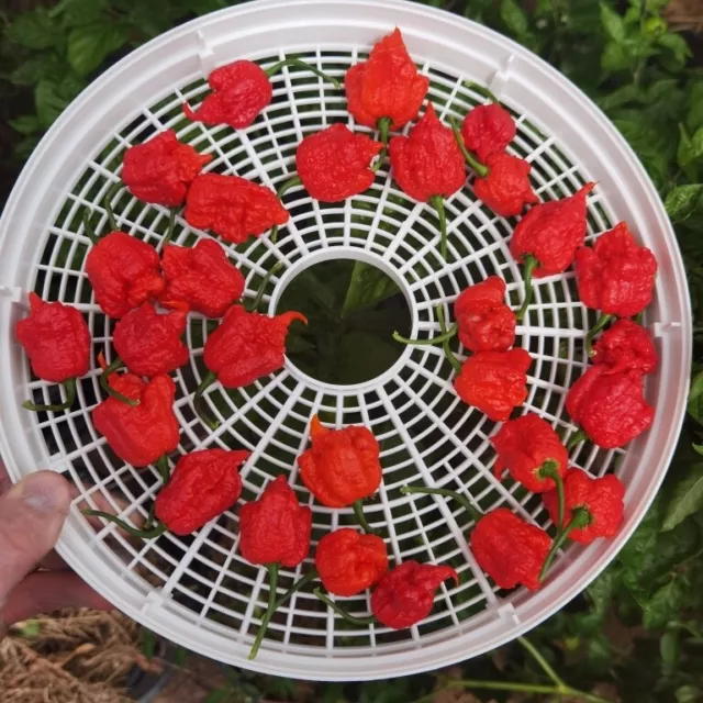 Carolina Reaper Rot 10 Chilisamen - Ultra scharfe Chili-Sorte Weltrekord!!!