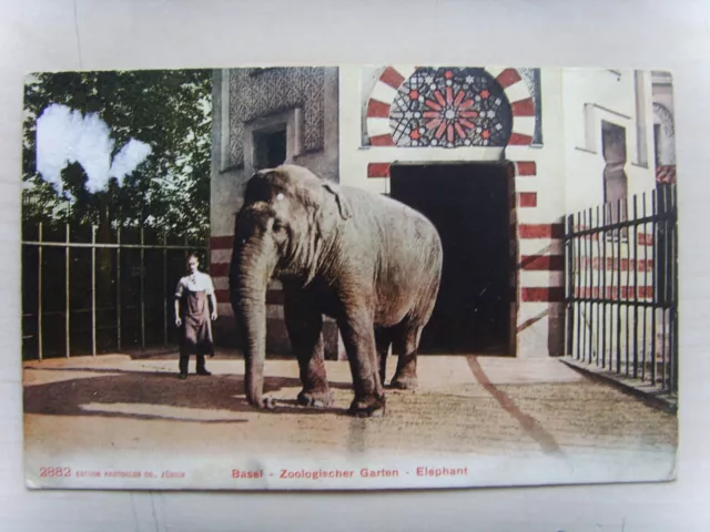 Schweiz Original  Ansichtskarte Basel Zoo  Elephant  um 1906