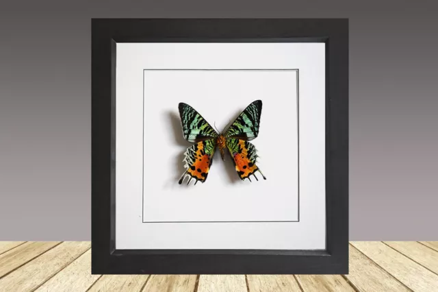 Framed real butterfly, Madagascan Sunset Moth - Chrysiridia urania ripheus REV