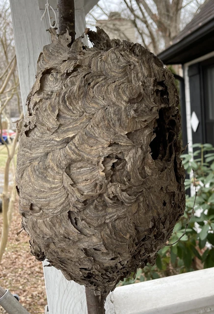 Large Bald Faced Hornet Wasp Nest Art Decoration Taxidermy 16x10”w/Branch 4