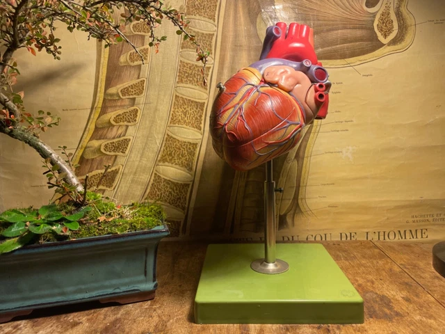 VINTAGE SOMSO HUMAN HEART educational model didactic anatomy model ADAM ...