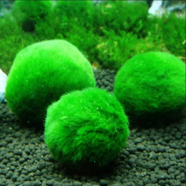 1-20Pc Marimo Moss Ball Cladophora Live Aquarium Plant Fish Aquarium Plant Decor 3