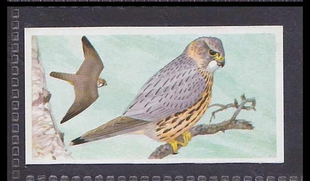 MERLIN - 30 + year old English Trade Card # 2