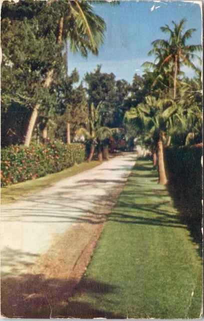 Lane Fairylands Bermuda Palm Trees Postcard PM New York NY Cancel WOB Note 2c