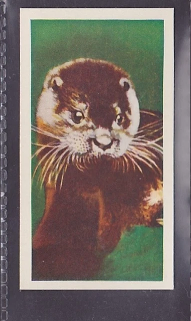 OTTER - 60 + year old English Trade Card # 48