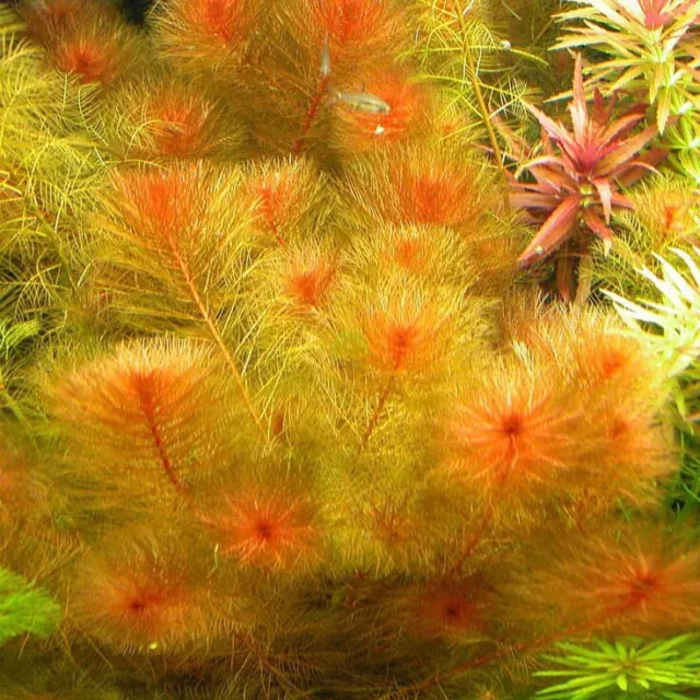 3 Myrio Red Plants!!! Live aquarium plants beautiful! Rare!! Free S/h!