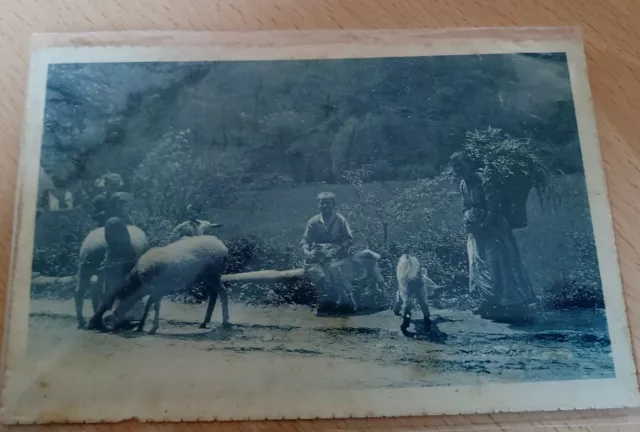 Borello Cesena Forlì scena campestre vg 1926 tassata  vedi retro