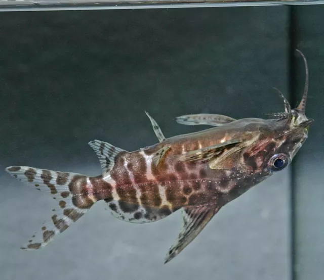 Upside Down Catfish Synodontis Nigrita 5cm