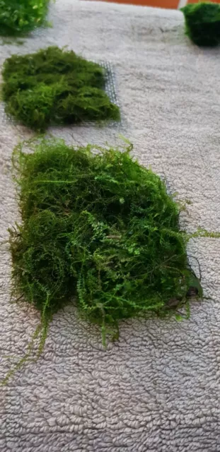 Moss On Mesh Carpeting Live Aquatic Plant Aquarium