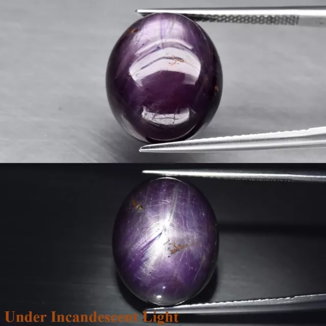 CERTIFICATE Incl.* 19.82ct Oval Cab Unheated Reddish Purple 6 Ray Star Sapphire