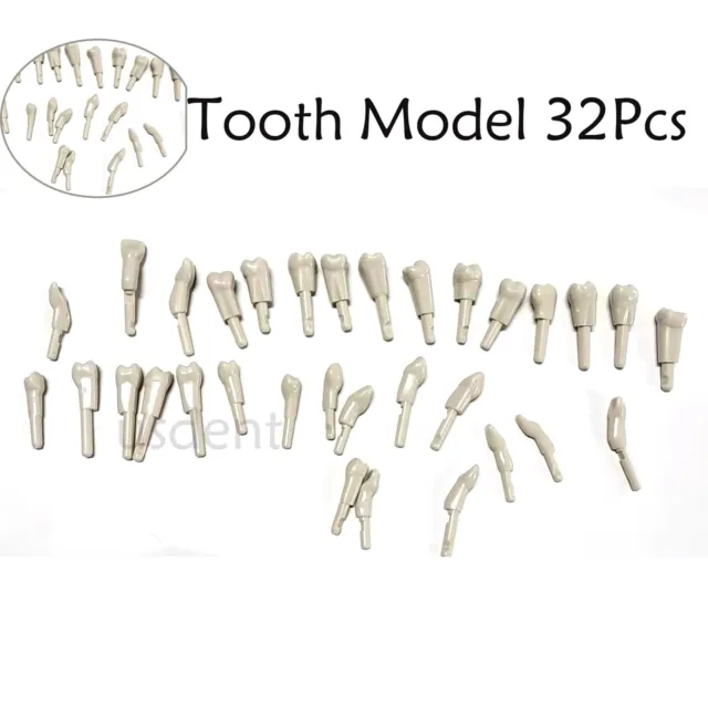 Dental 32Pcs Tooth Model fir for KaVo Basic Model teeth Retention Mechanism
