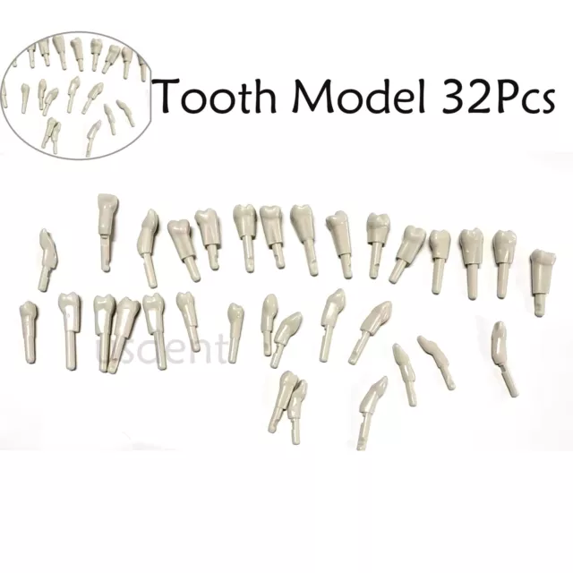 Dental 32Pcs Tooth Model fir for KaVo Basic Model teeth Retention Mechanism