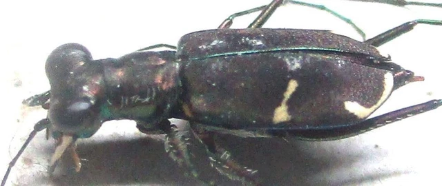 L007 SA : Cicindelidae: Cylindera species? 8mm**********************************