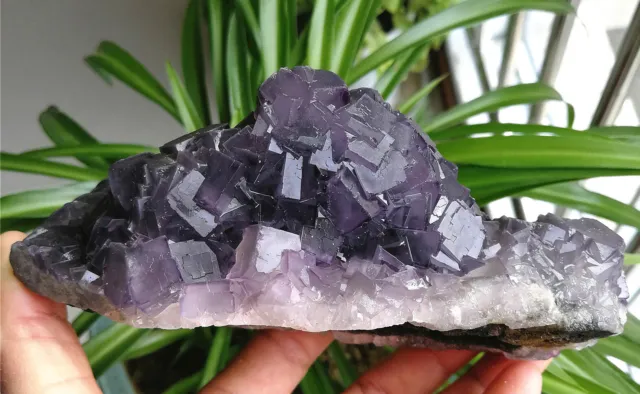 1.77LB Large Natural Purple Gray Cubic Fluorite Crystal Mineral Specimen China