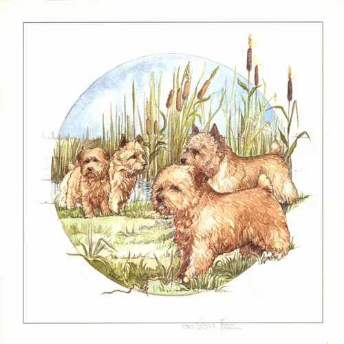 NORFOLK NORWICH TERRIER DOG FINE ART LIMITED EDITION PRINT - "In the Reed Bed"