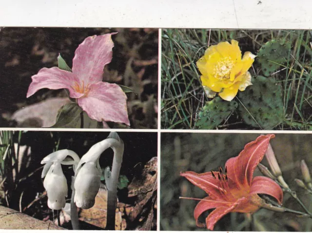 Wild Flowers of Ontario Canada Multiview Postcard unused VGC