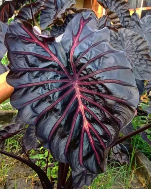 Sale1208 5 Seeds Colocasia black