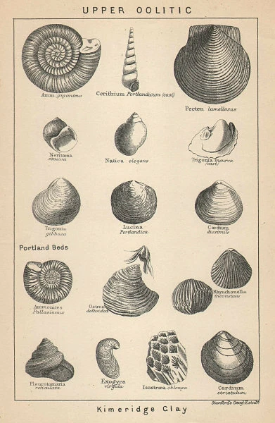 BRITISH FOSSILS. Upper Oolitic - Kimeridge Clay. STANFORD 1907 old print