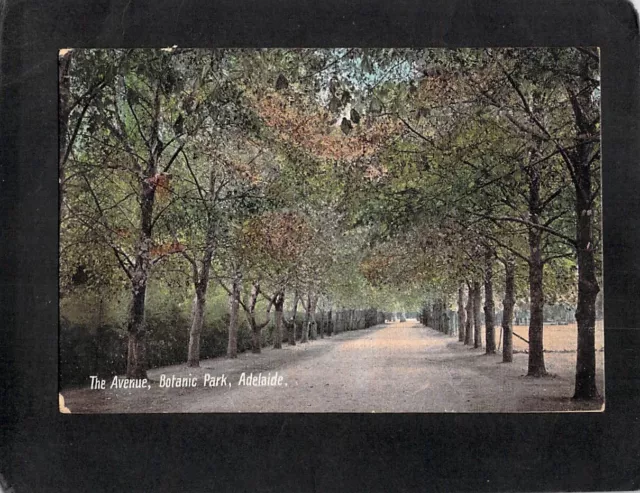 D4712 Australia SA Adelaide The Avenue Botanic Park vintage postcard