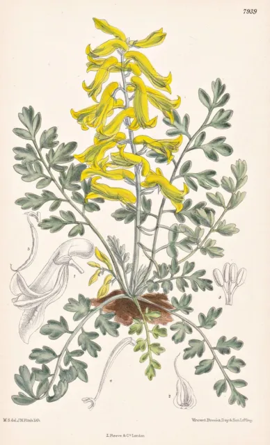 Corydalis Wilsoni China Flower Botany Flower Botany Lithograph Curtis 7739