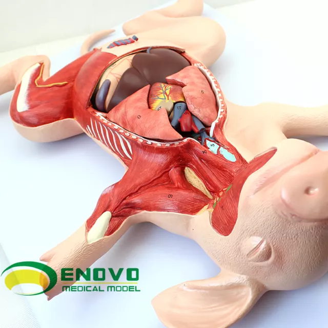 Pig anatomy model embryonic organs visceral muscle nerve veterinary study animal
