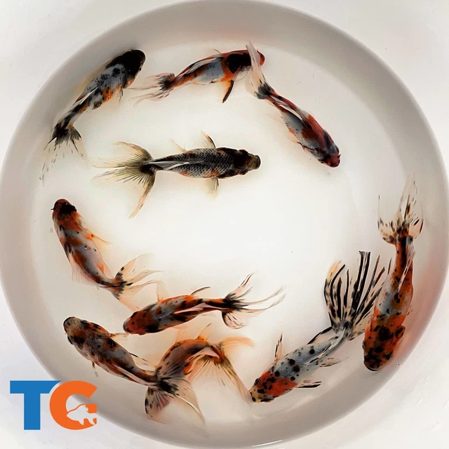 Toledo Goldfish LIVE Calico Fantail Goldfish
