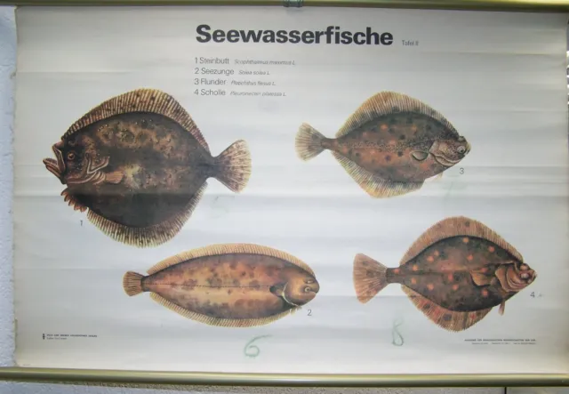 Alte Lehrtafel Wandkarte Rollkarte DEKO Fischhandel Seewasserfische Teil II