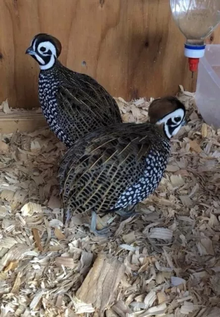 Mearns Quail Hatching Eggs Presale (3 Eggs)