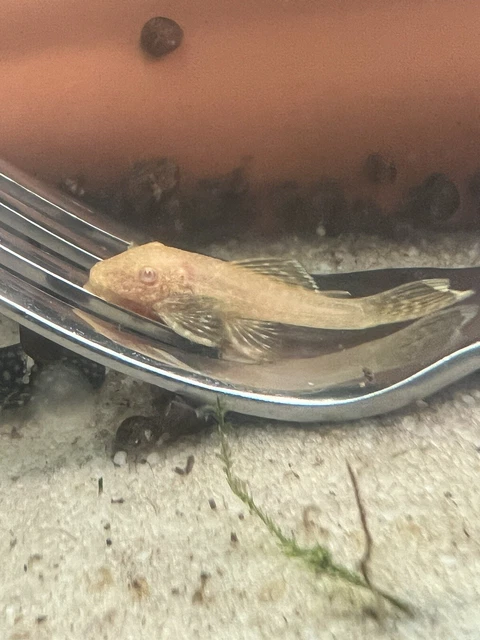 albino bristlenose pleco 1 1/2 inch to 2 inch or larger home bred