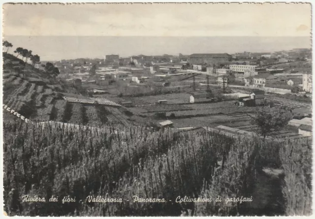 Vallecrosia - Imperia - Panorama - Coltivazioni Di Garofani - Viagg. 1961 -49764