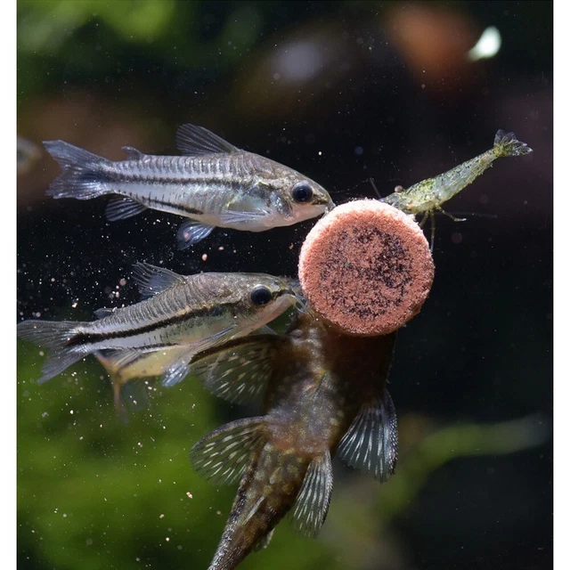Palo de comida para peces Biozym en vidrio para cíclidos, peces tropicales pequeños, peces marinos 110 g