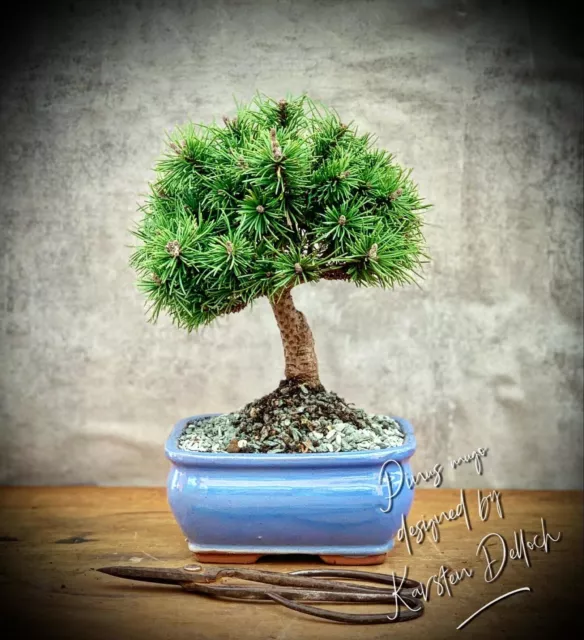 Pinus mugo „Mops“ - Bergkiefer PRE-BONSAI SHOHIN 7 Years Old