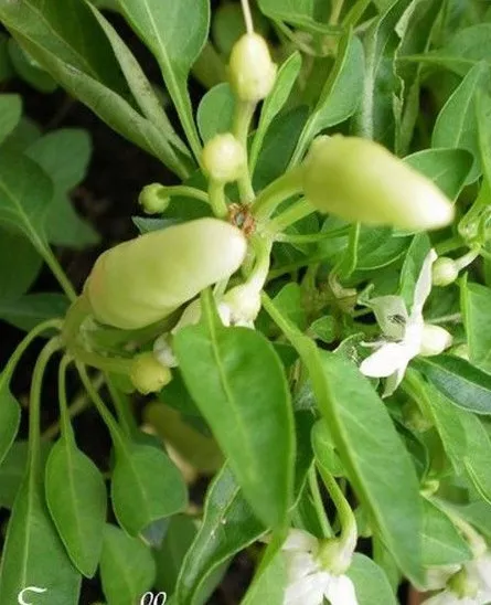 ♫ PIMENT Doux : 'Végétarien' - Capsicum ♫ Graines ♫ Plante Potagère Gustative ♫