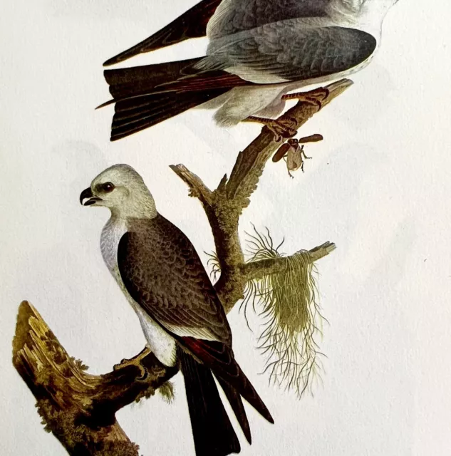 Mississippi Kite Bird Lithograph 1950 Audubon Antique Art Print DWP6C