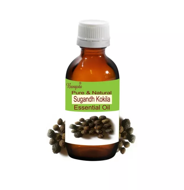 Sugandh Kokila Aceite esencial natural puro Cinnamomum cecidodaphne de Bangota