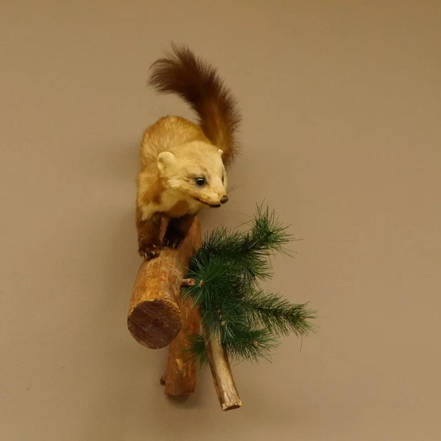Garduña Marta Preparado Altura 52cm Rama Hinabschleichend para Animales 89.5.172 3