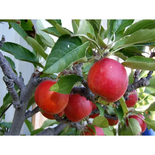 DWARF FUJI APPLE Tree Bare Root Plant Heavy Producer Sweet Fruit Flavor