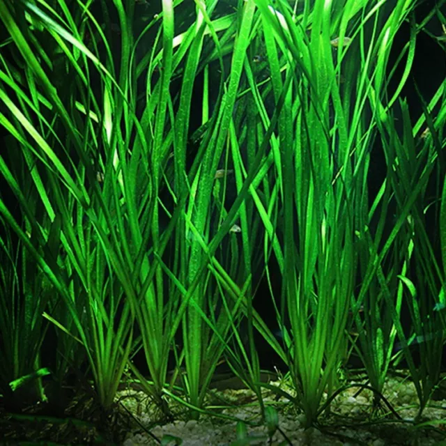 3x Jungle Val (Vallisneria Americana) Eel Grass BUY 2 GET 1 FREE Aquarium Plants