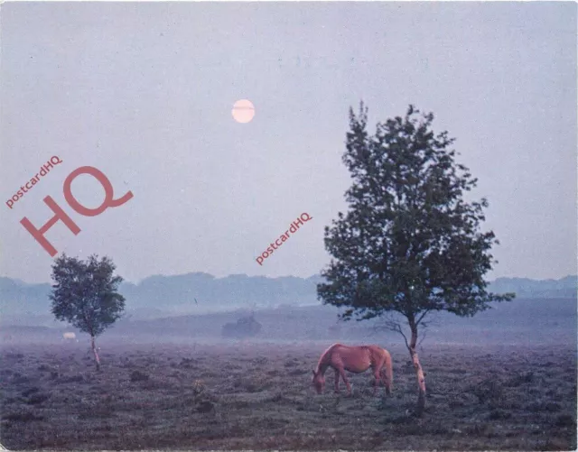 Picture Postcard_ New Forest, Richard Kraus