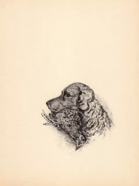1937 Antique Chesapeake Bay Retriever Print Wall Art Decor Lucy Dawson Art 4788e