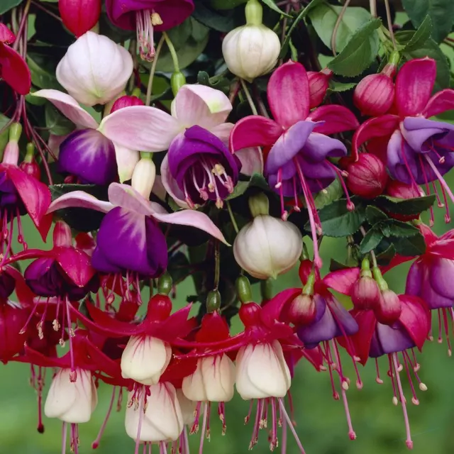 6  Hardy Fuchsia Mixed   Perennial  Patio Plug Plants