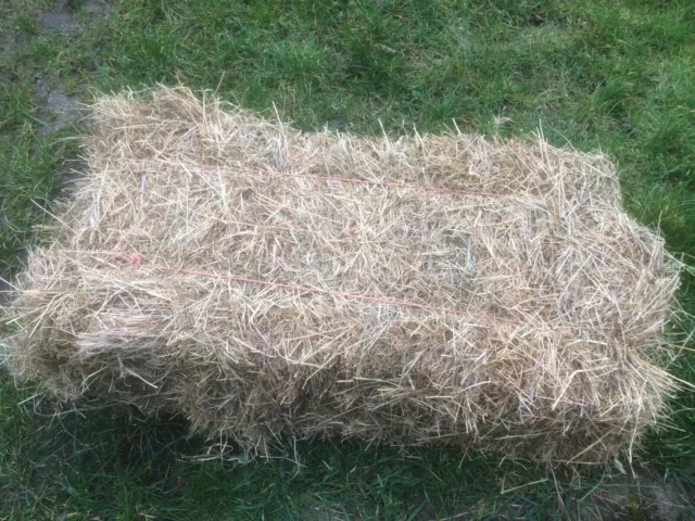 Quality Small Bales Of Hay Small Pets, Ponies Etc - Good Clean Hay Free P&P