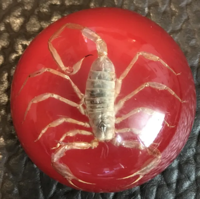 Vintage Scorpion Encased Acrylic Dome Paperweight Red 2.75” X 2.75” Felt Base B7
