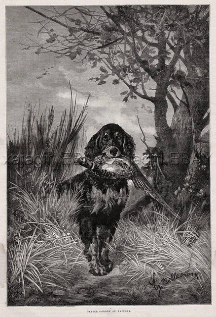 Dog Gordon Setter (Breed ID's) Retrieves BPheasant, Large 1880s Antique Print