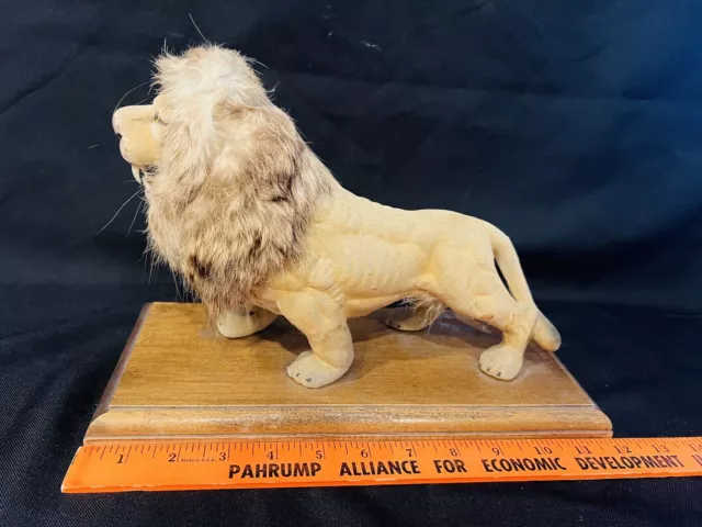 VTG 60's Roaring Flocked Lion Real Fur Mane 12" Fuzzy Figure Wood Base Hong Kong