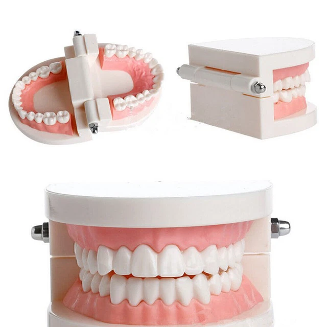 Dental Teaching Study Adult Standard Typodont Demonstration Tooth Teach Dispaly